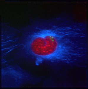 Aneuploid-Cell-Fluorescence-News-Floris-Foijer