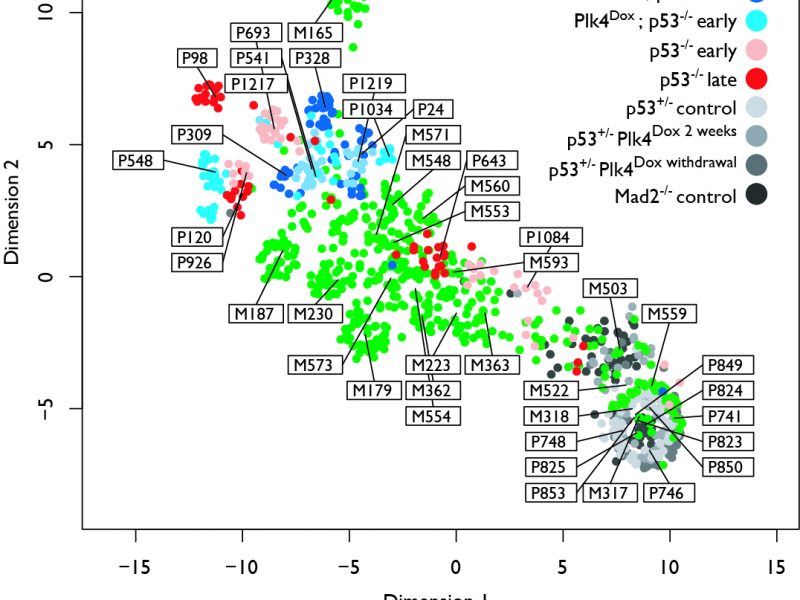 Transient genomic instability drives tumorigenesis through accelerated ...